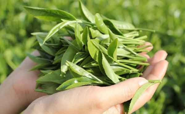 Cách chữa chàm môi từ lá trà xanh