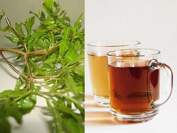 Lá đinh lăng là bài thuốc dân gian giúp mẹ có sữa sau sinh