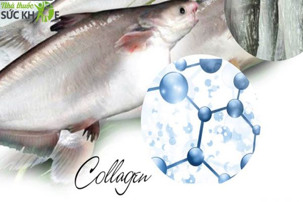 Collagen Peptide từ cá biển sâu