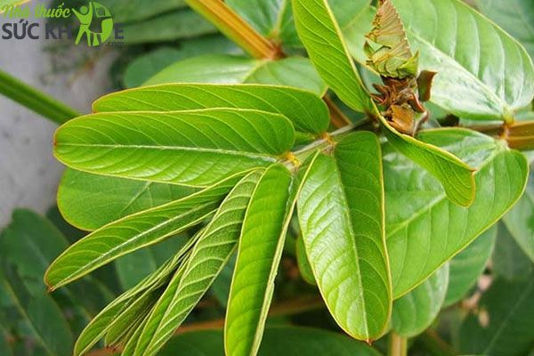 Lá muồng trâu có tác dụng khử khuẩn hiệu quả