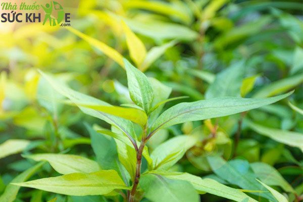 Cách chữa lác đồng tiền bằng lá rau răm