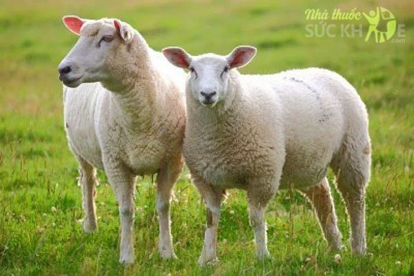 Nhau thai cừu là gì?