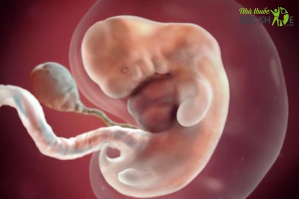 Thúc đẩy quá trình phát triển toàn diện của thai nhi