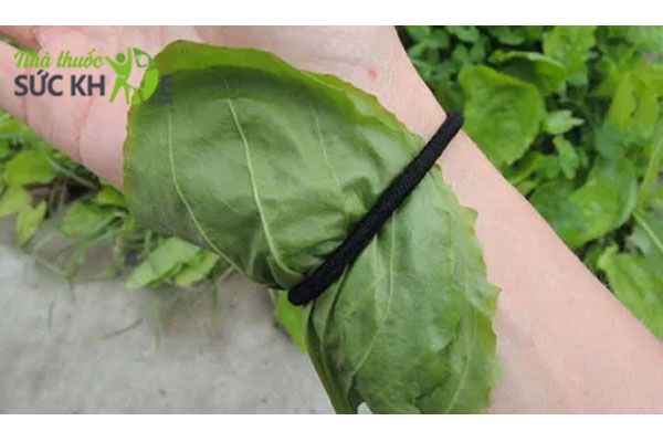 Cách trị bỏng bằng lá mã đề