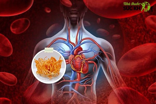 Đông trùng hạ thảo ngăn ngừa nguy cơ tim mạch