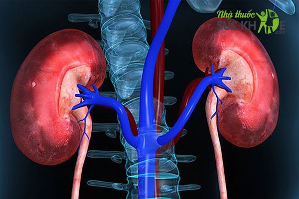 Đông trùng hạ thảo ngâm mật ong tăng chức năng gan và thận