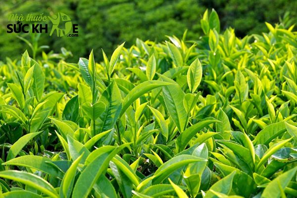 Thành phần chiết xuất từ thiên nhiên