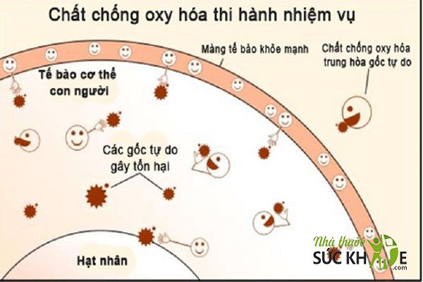 Vitamin E chống lại các gốc tự do