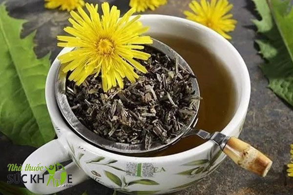 Trà tăng cân bồ công anh