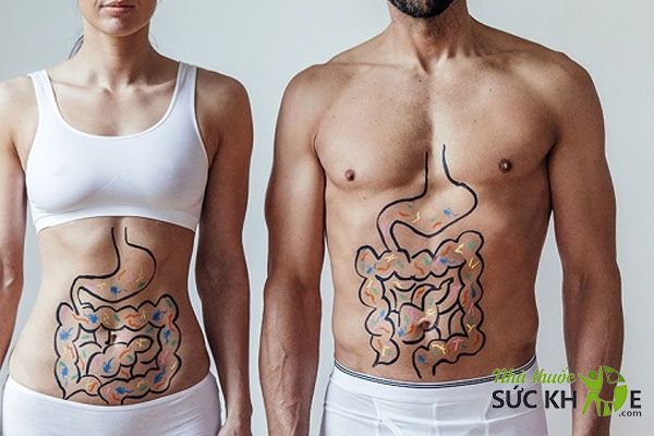 Hỗ trợ ổn định hệ tiêu hóa