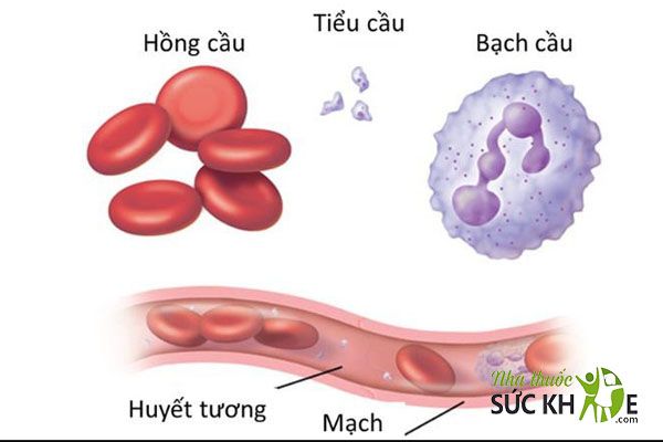 Máu được dùng để sản xuất các chế phẩm y tế