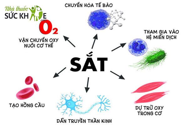 Sắt đóng vai trò quan trọng với cơ thể