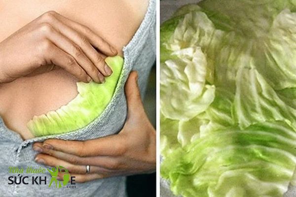 Đắp lá bắp cải giúp giảm đau tức ngực do cương sữa