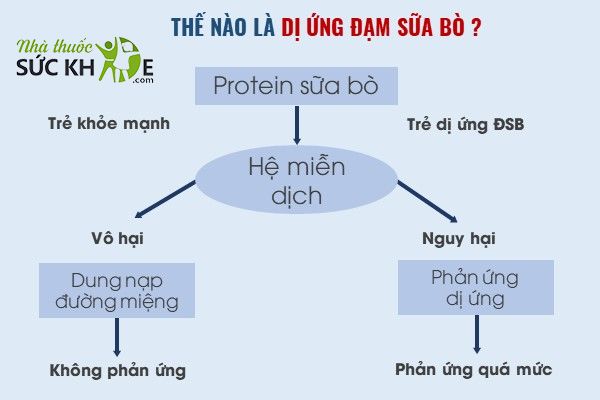 Trong sữa bò chứa đạm casein và whey gây dị ứng