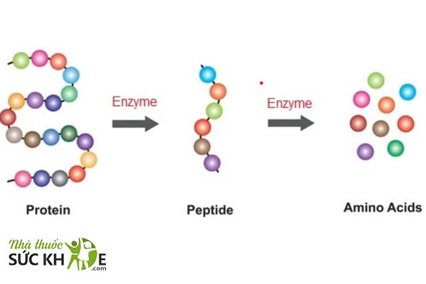 Lựa chọn sữa có thành phần protein thủy phân