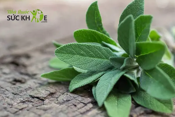 Pha trà cây xô thơm để uống giúp giảm tiết sữa