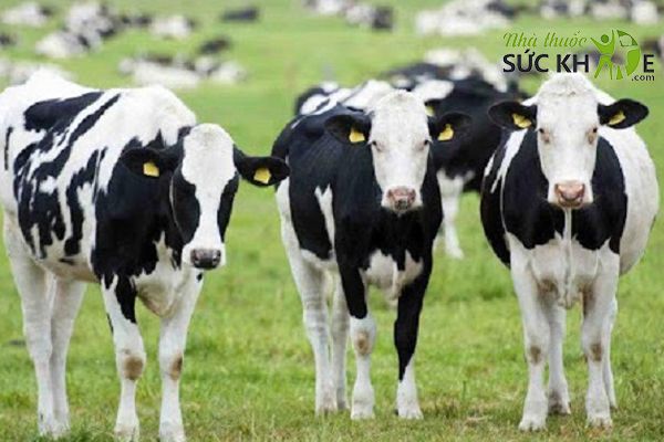 Sữa non chủ yếu được lấy từ bò mẹ sau sinh