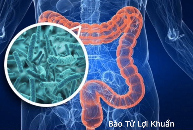 Cơ chế hoạt động của men vi sinh Biolac
