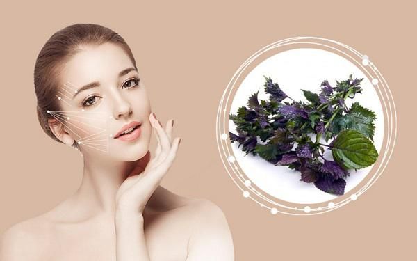 x&ocirc;ng mặt l&agrave;m đẹp da bằng l&aacute; t&iacute;a t&ocirc;&nbsp;