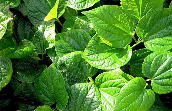 x&ocirc;ng mặt l&agrave;m đẹp da với l&aacute; lốt