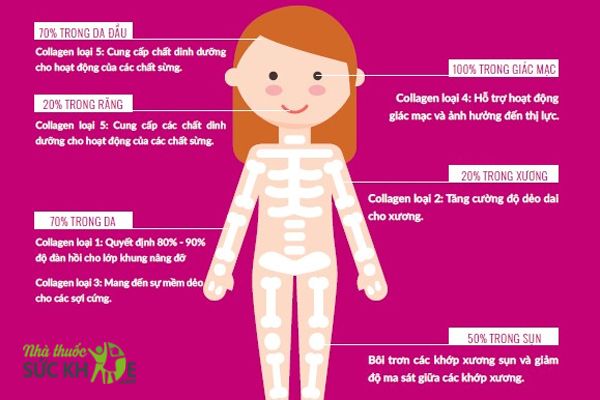 Collagen được ph&acirc;n bố khắp cơ thể