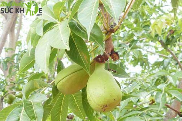 Mủ tr&ocirc;m l&agrave; g&igrave;? T&aacute;c dụng của c&acirc;y mủ tr&ocirc;m?