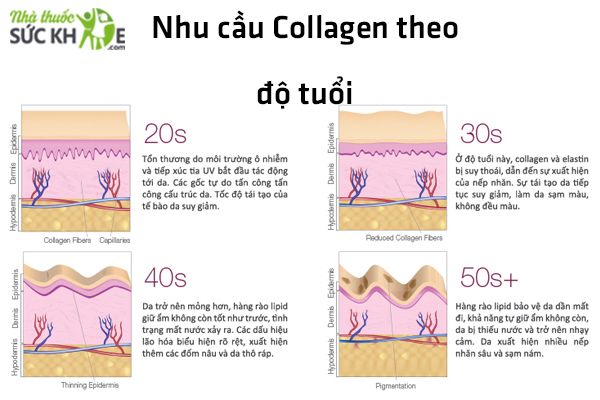 T&ugrave;y thuộc v&agrave;o từng độ tuổi, nhu cầu Collagen sẽ kh&aacute;c nhau