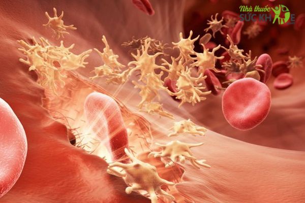 Những người kh&ocirc;ng n&ecirc;n sử dụng tinh dầu hoa anh thảo