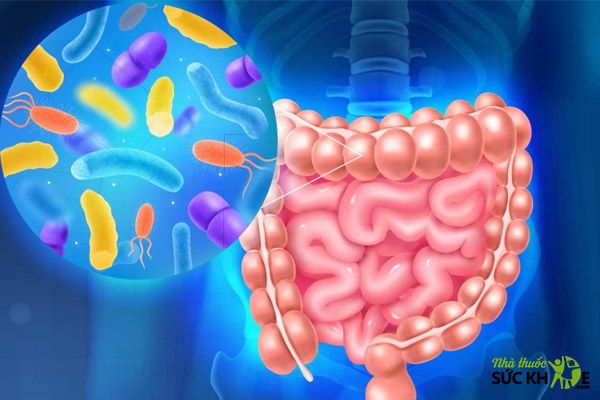 Tăng cường lợi khuẩn đường ti&ecirc;u h&oacute;a