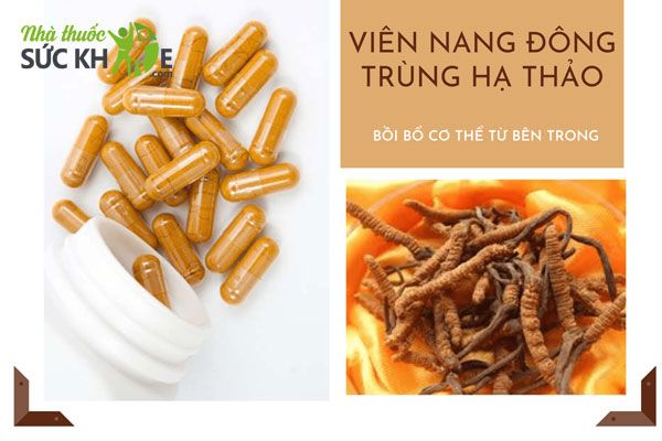Vi&ecirc;n đ&ocirc;ng tr&ugrave;ng hạ thảo c&oacute; t&aacute;c dụng g&igrave;
