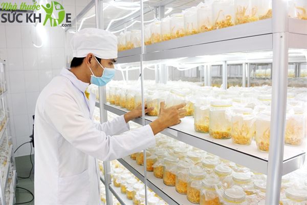 Ưu điểm của đ&ocirc;ng tr&ugrave;ng hạ thảo sấy kh&ocirc; thăng hoa&nbsp;