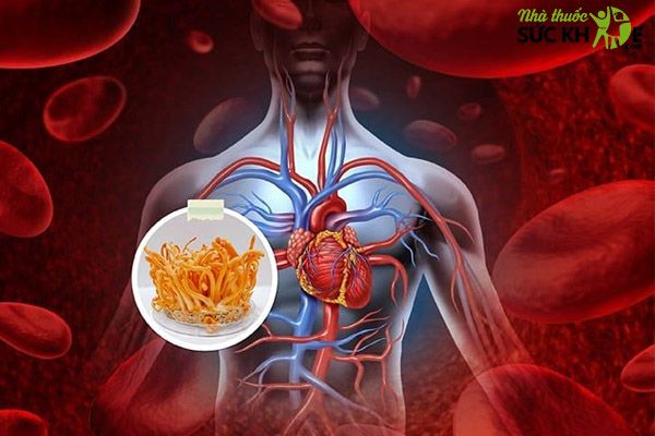 Đ&ocirc;ng tr&ugrave;ng hạ thảo ngăn ngừa nguy cơ tim mạch