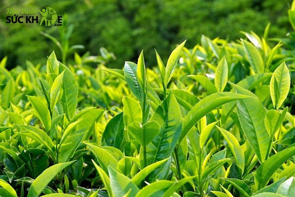 D&ugrave;ng l&aacute; tr&agrave; xanh để trị mẩn ngứa ở m&ocirc;ng