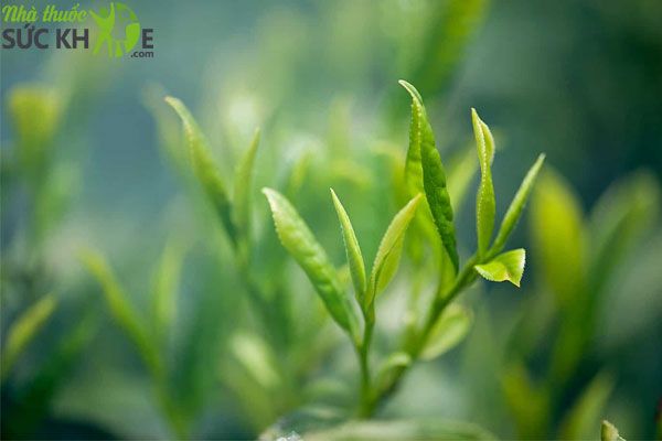 Sữa rửa mặt tr&agrave; xanh l&agrave; g&igrave;