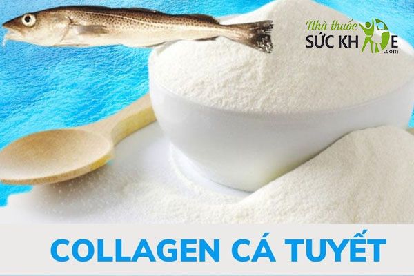 Collagen chiết xuất từ c&aacute; tuyết l&agrave; sản phẩm Collagen tốt nhất hiện nay