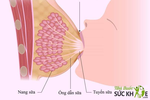 Cốm lợi sữa tăng tiết sữa, n&acirc;ng cao khả năng đề kh&aacute;ng cho mẹ v&agrave; b&eacute;