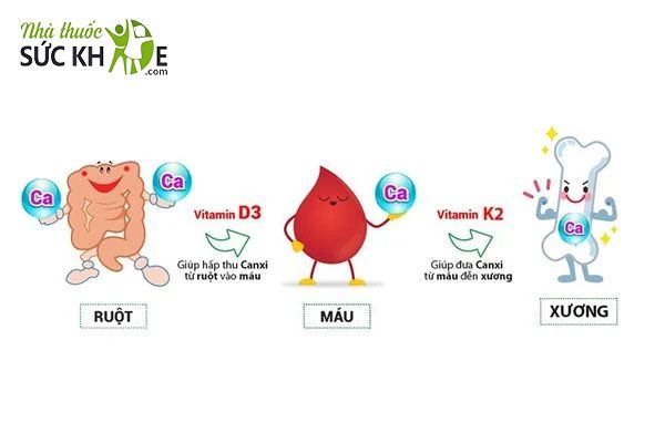 Vitamin D3 K2 gi&uacute;p hấp thụ canxi hiệu quả hơn
