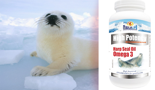 Tinh dầu hải cẩu Maple Life Harp Seal Oil Omega 3 được chiết xuất từ hải cẩu Canada cho bạn nguồn sinh lực mạnh mẽ