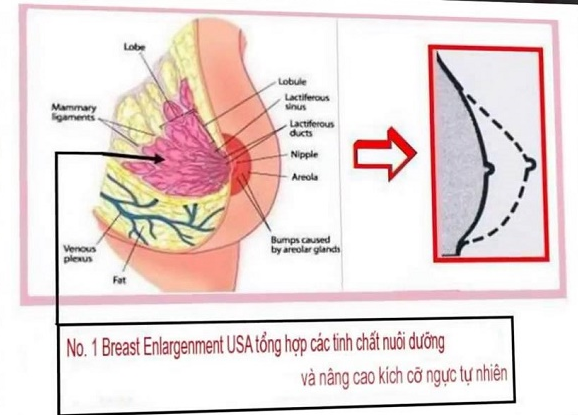 Thuốc nở ngực No. 1 Breast Enlargenment USA chiết xuất từ các thảo dược tự nhiên