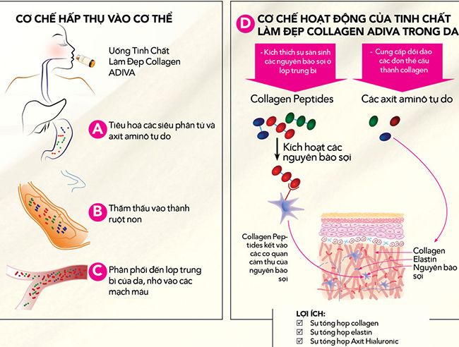 Cơ chế hoạt động của tinh chất làm đẹp collagen Adiva