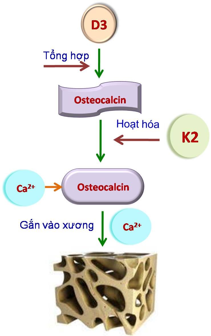 MK7 (K2) giúp osteocalcin vận chuyển calci vào xương