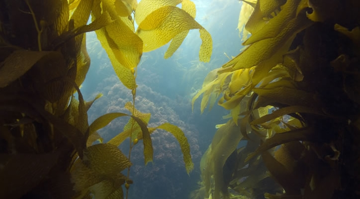Fucoidan Okinawa chiết xuất 100% từ tảo Muzuku tại vùng biển Okinawa Nhật Bản
