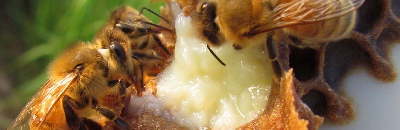 Sữa ong chúa chứa những chất quý giá tốt cho sức khỏe 