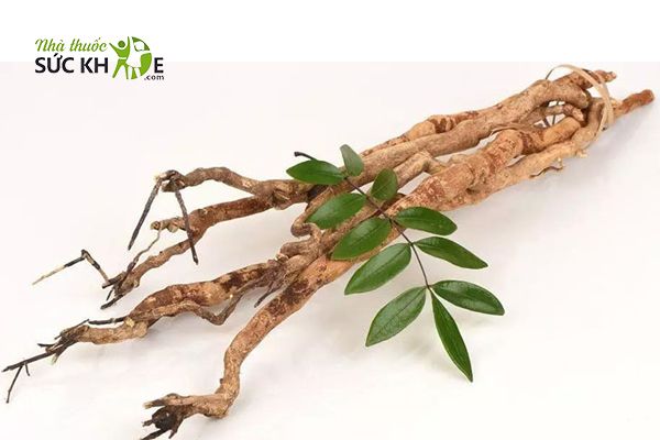 Tongkat Ali còn gọi là cây mật nhân