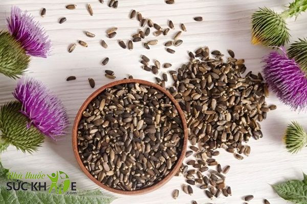 Cây kế sữa là thành phần chính trong sản phẩm