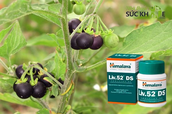 Thành phần chính trong viên uống Liv 52 DS