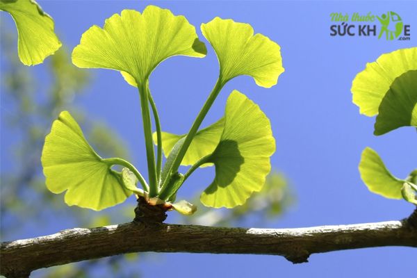 Viên uống Ginkgo Biloba Puritan's Pride 120 mg chính hãng của Mỹ