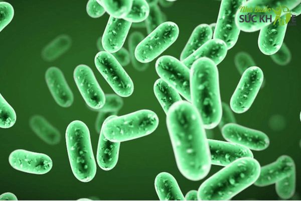 Men vi sinh Úc cho người lớn Life Space Probiotic