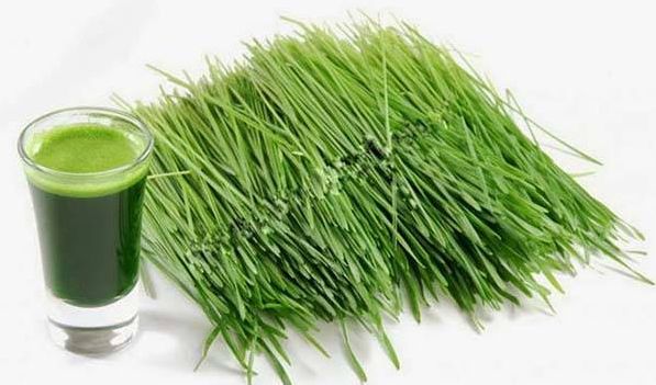 Bột mầm l&uacute;a mạch nguy&ecirc;n chất OSK tốt cho hệ ti&ecirc;u h&oacute;a
