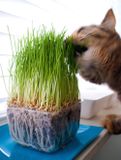 Hạt giống cỏ cho mèo